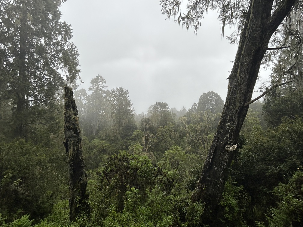 Romy. Misty view through trees of rainforest on Kilimanjaro