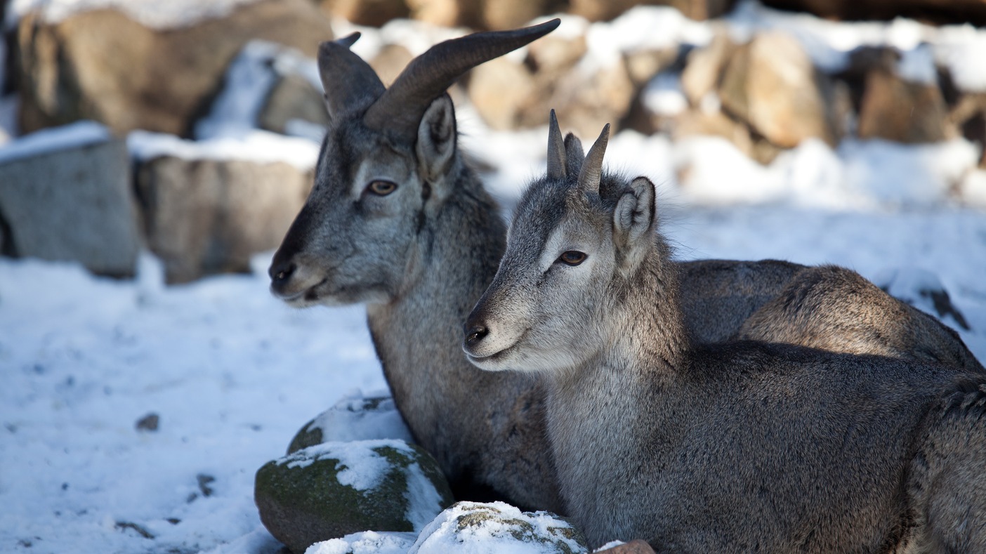 Pur. Bharal, Himalayan blue sheep (1)