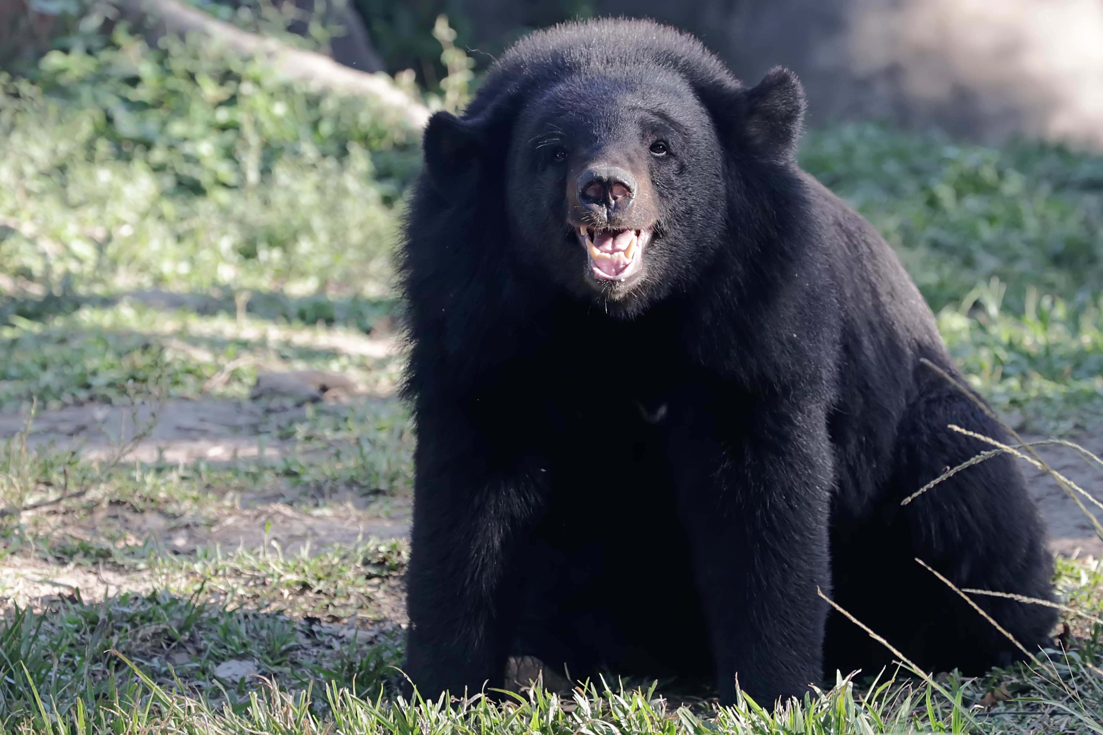 A Himalayan black bear is resting in a meadow. Ursus thibetanus laniger