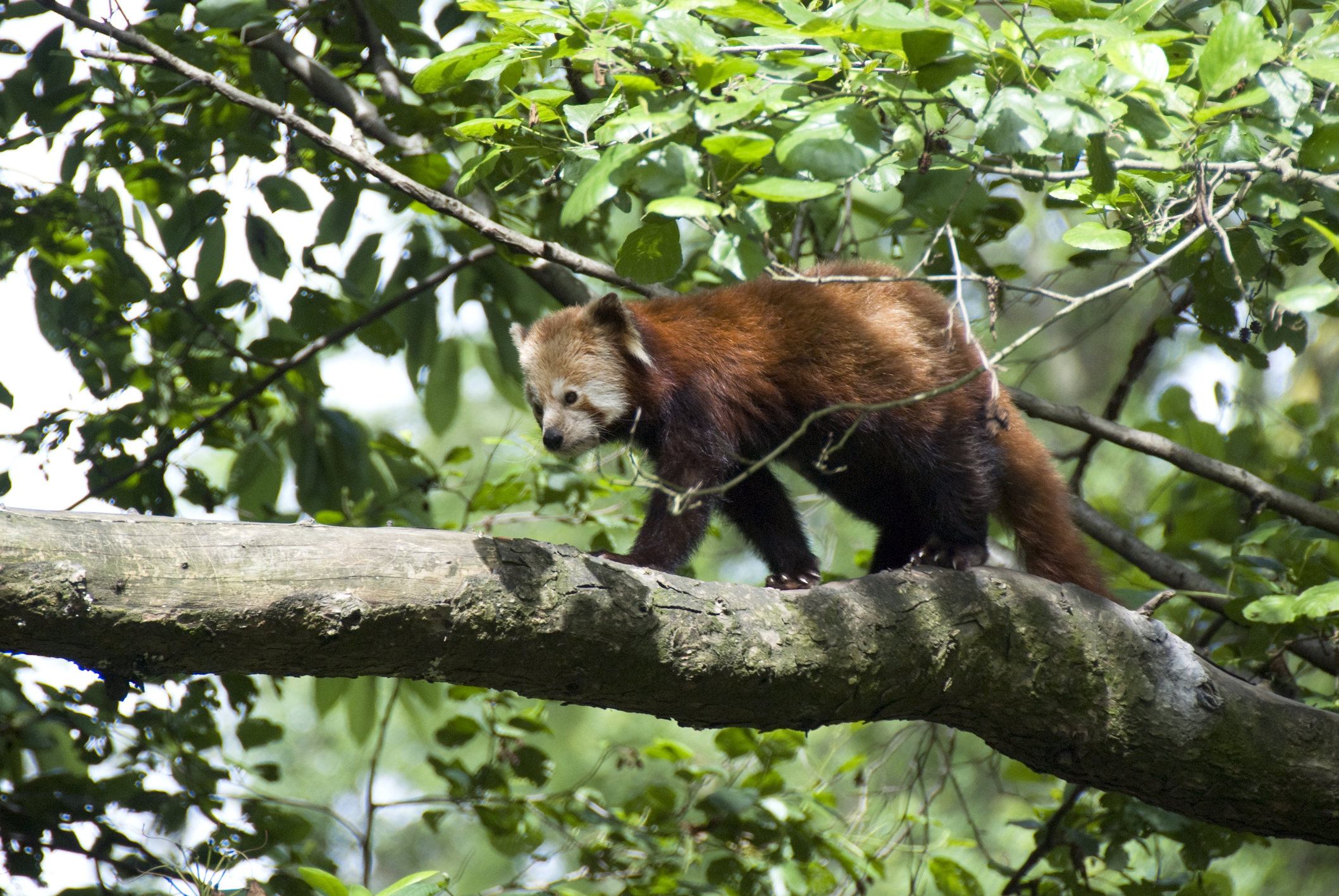 The Red Panda or Lesser Panda, Ailurus fulgens (shining cat)