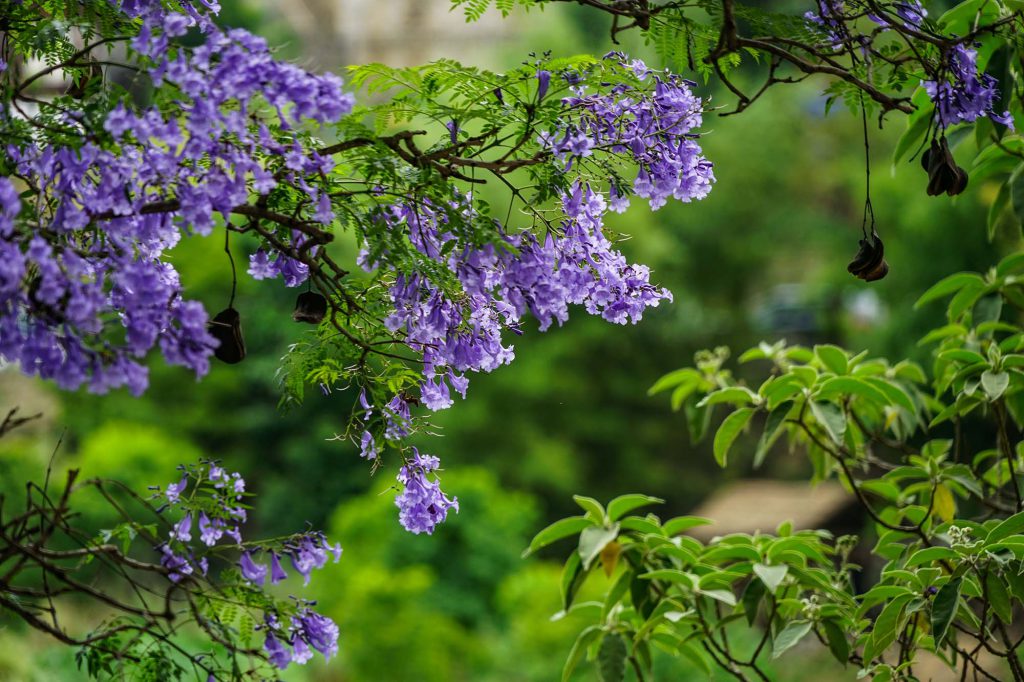Jacarandas-in-Punakha-1024x682.jpg