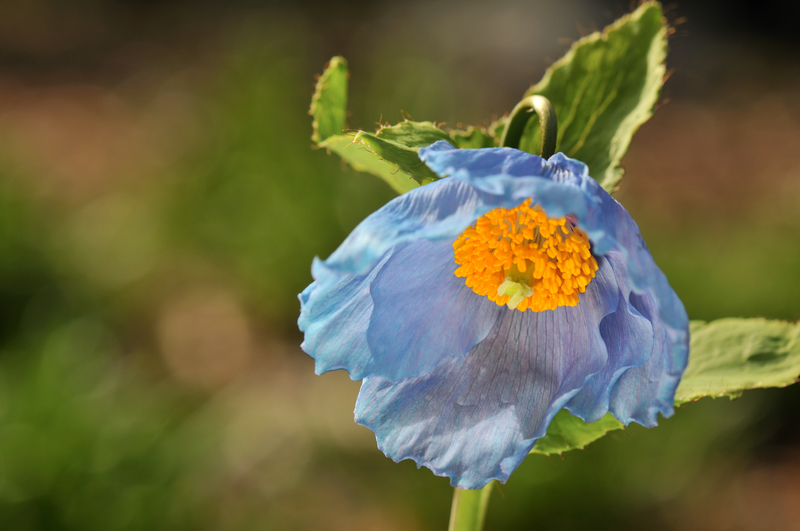 Ours. Close up of a delicate Himalayan blue poppy