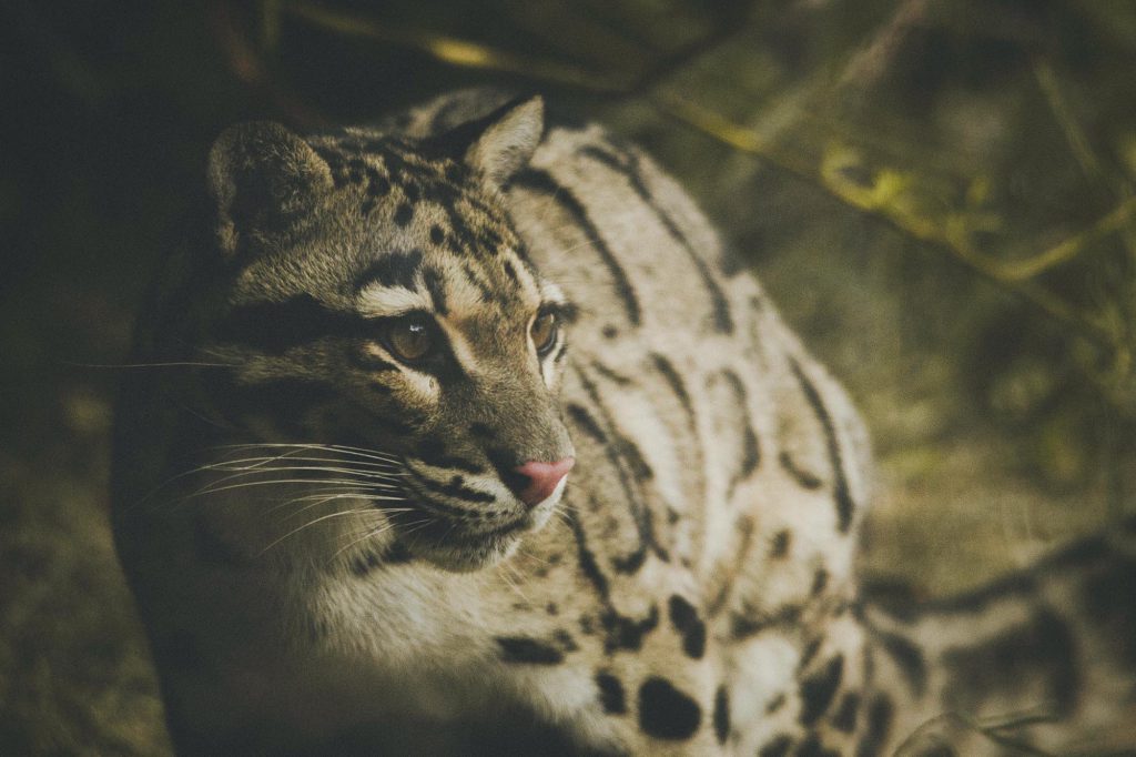 Clouded-leopard-1024x682.jpg