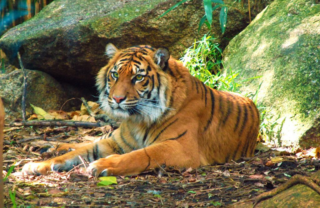 tigers-169905_1280-1024x666.jpg