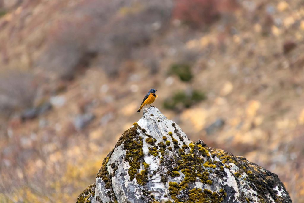 Jangothang-Bhutan-1024x683.jpg