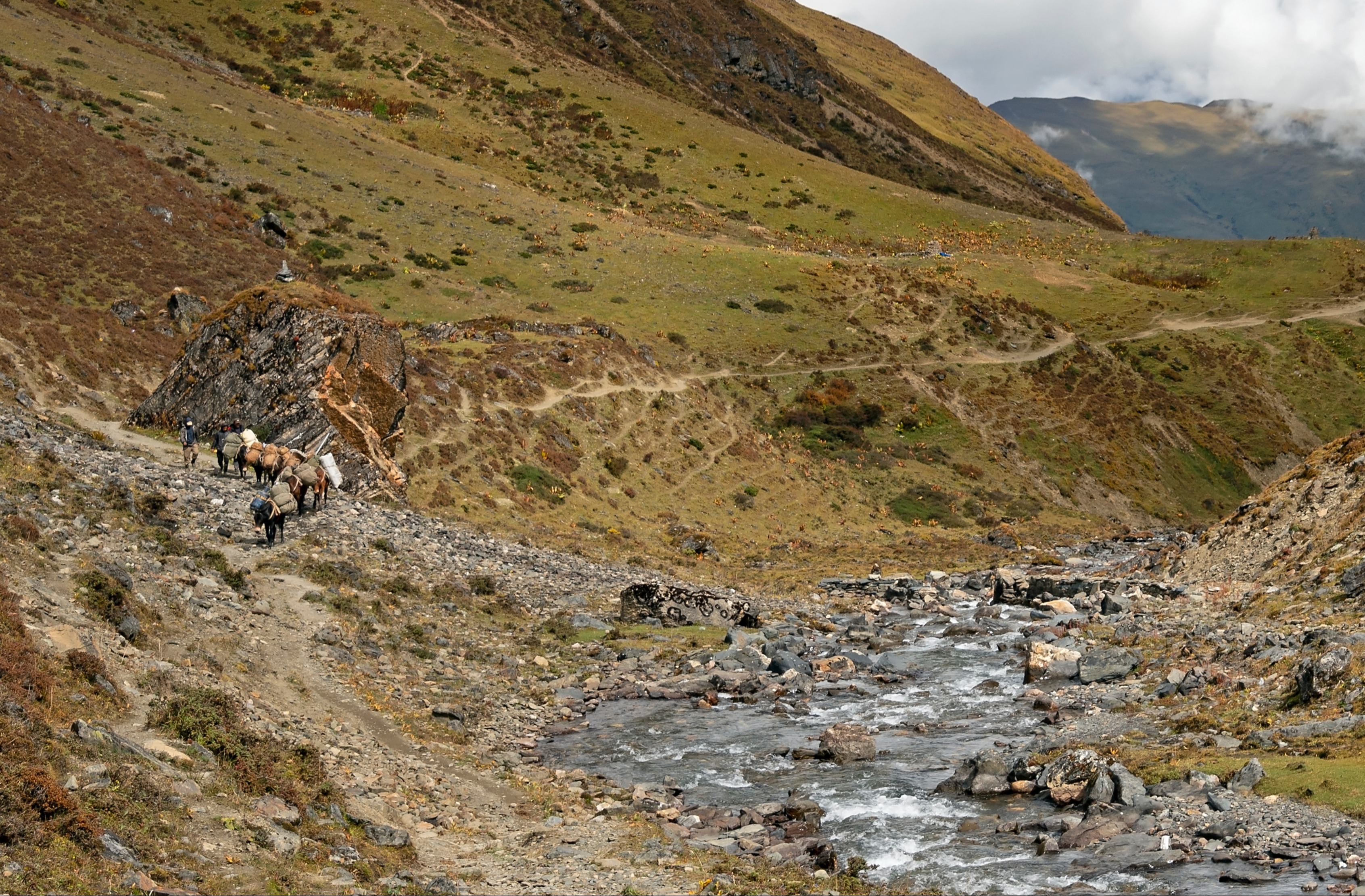 Horse train carrying the camp along Jomolhari trek, Bhutan.