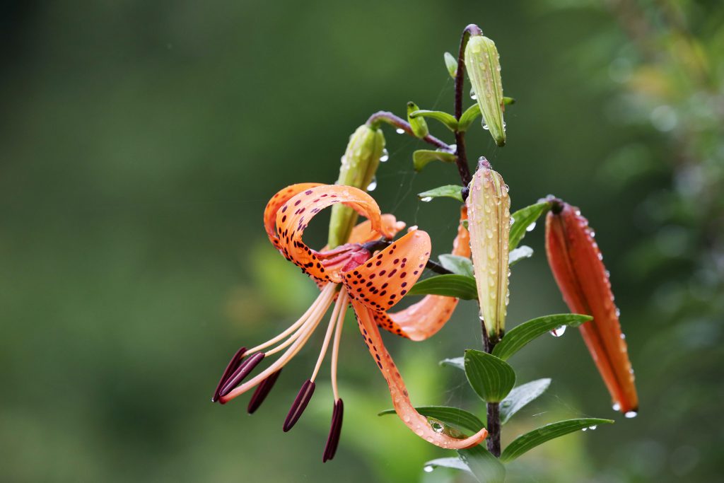 Tiger-Lily-in-Thimphu-1024x683.jpg