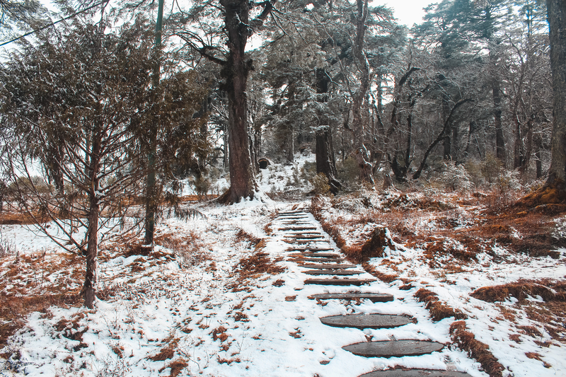 Ours. Stone footpath with snow on Dochu La, mountain pass in western Bhutan