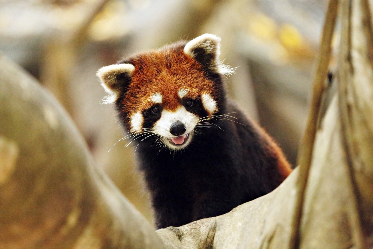Ours. S. Red panda, ilurus fulgens