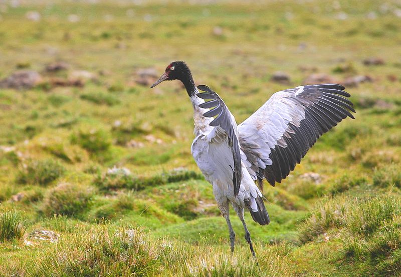 Black-Necked_Crane.jpg