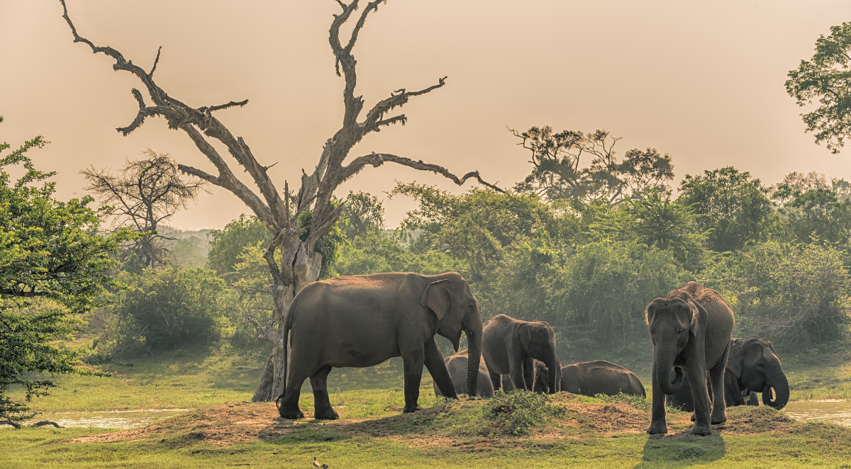 Sri Lanka