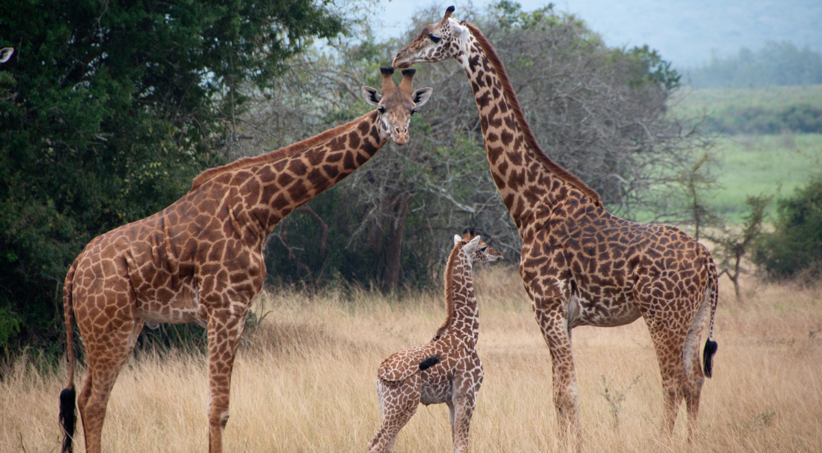 Tanzania wildlife