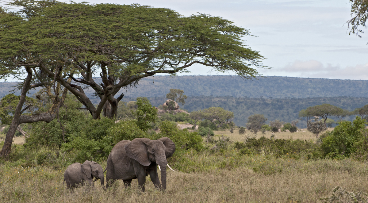 Tanzania wildlife