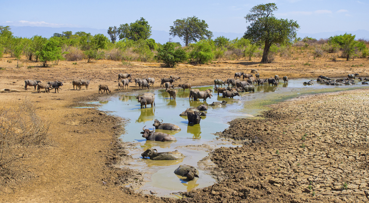 Udawalawe National Park