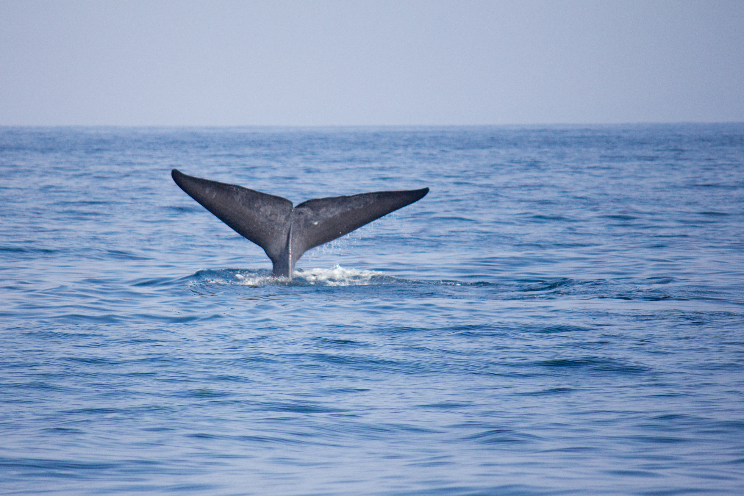 Sri-Lanka-Whale-Watching-Mirissa.jpg