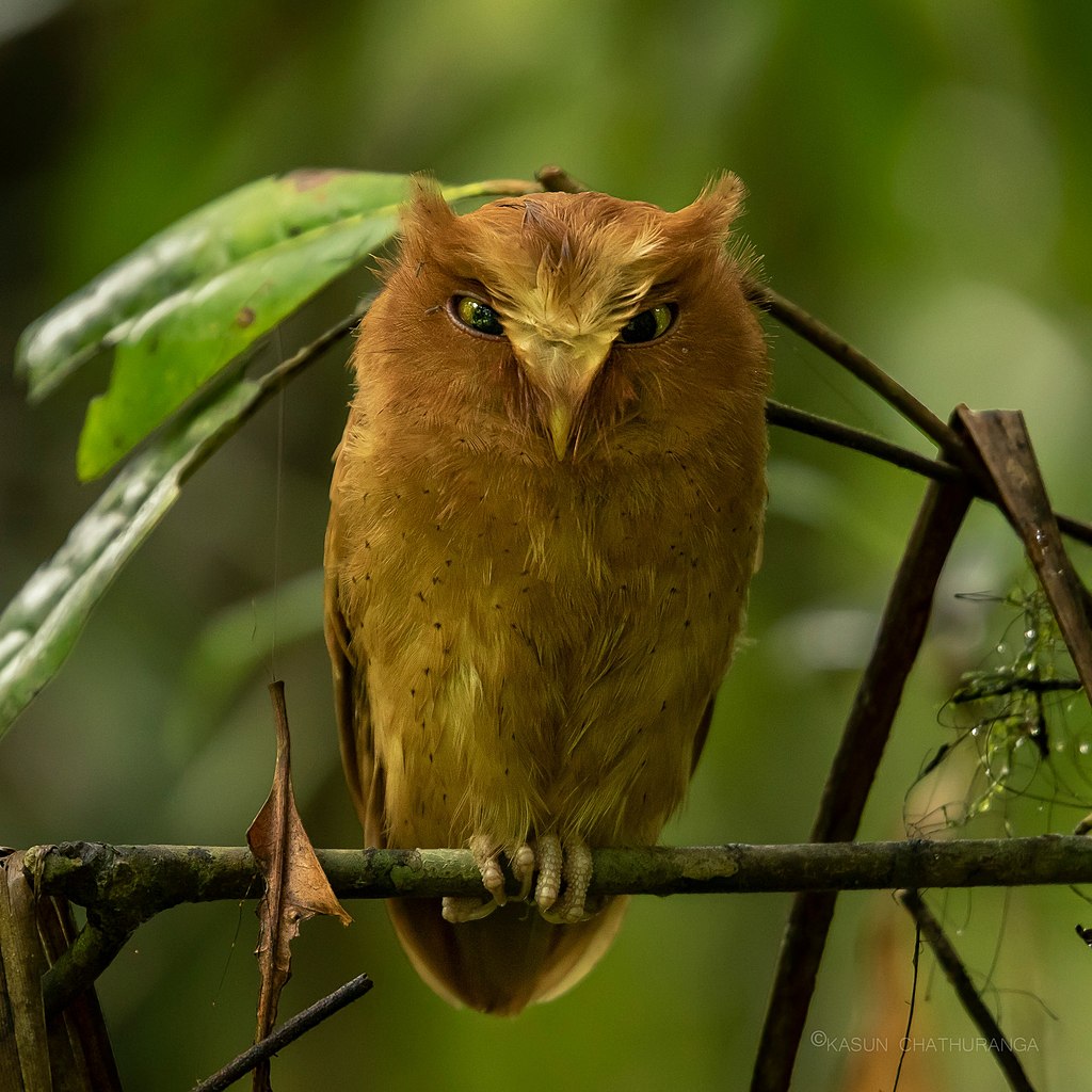 Serendib_scops_owl.jpeg