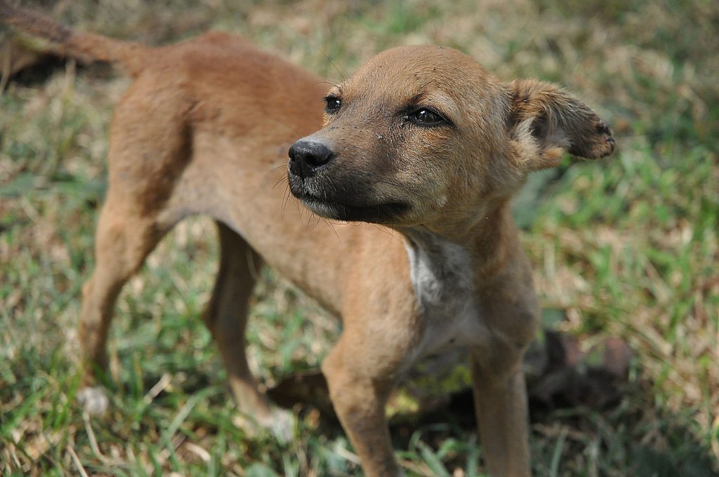 Stray dog in Sri Lanka