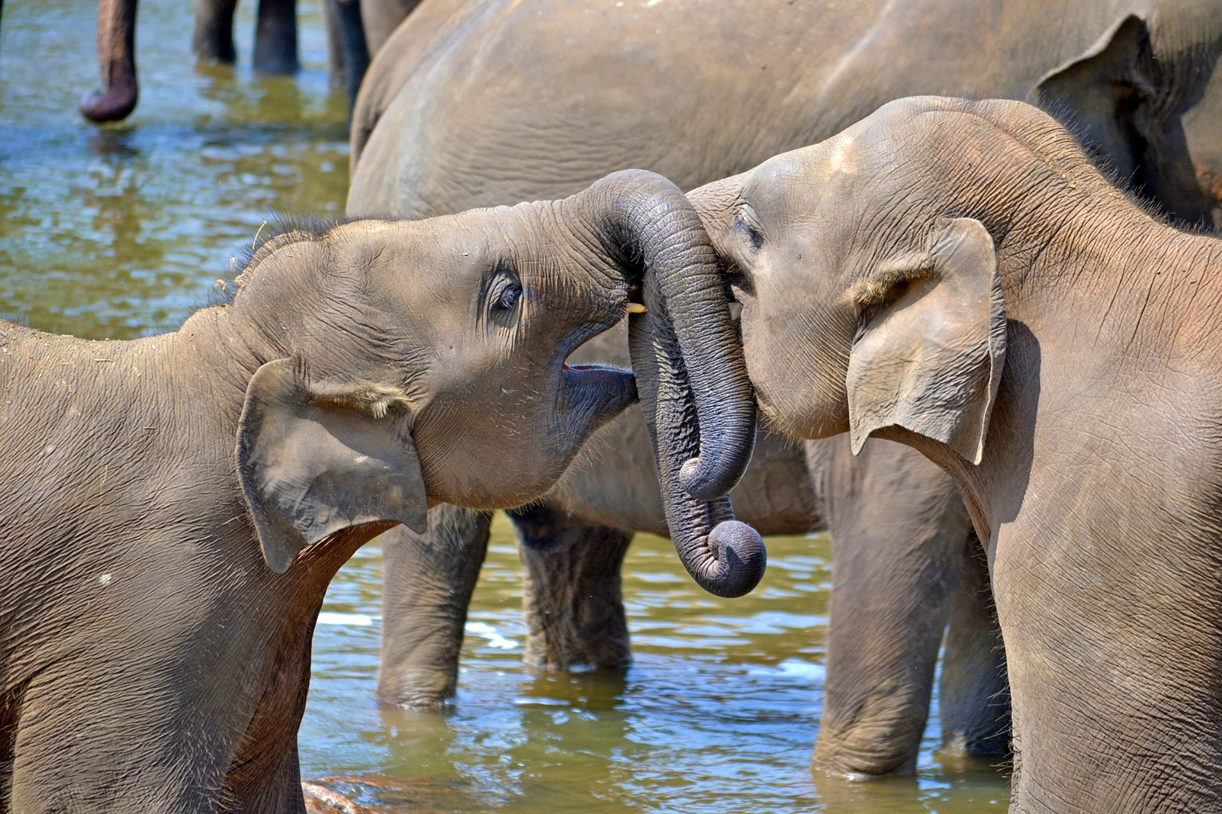 Young-Elephants-in-Sri-Lanka.jpg