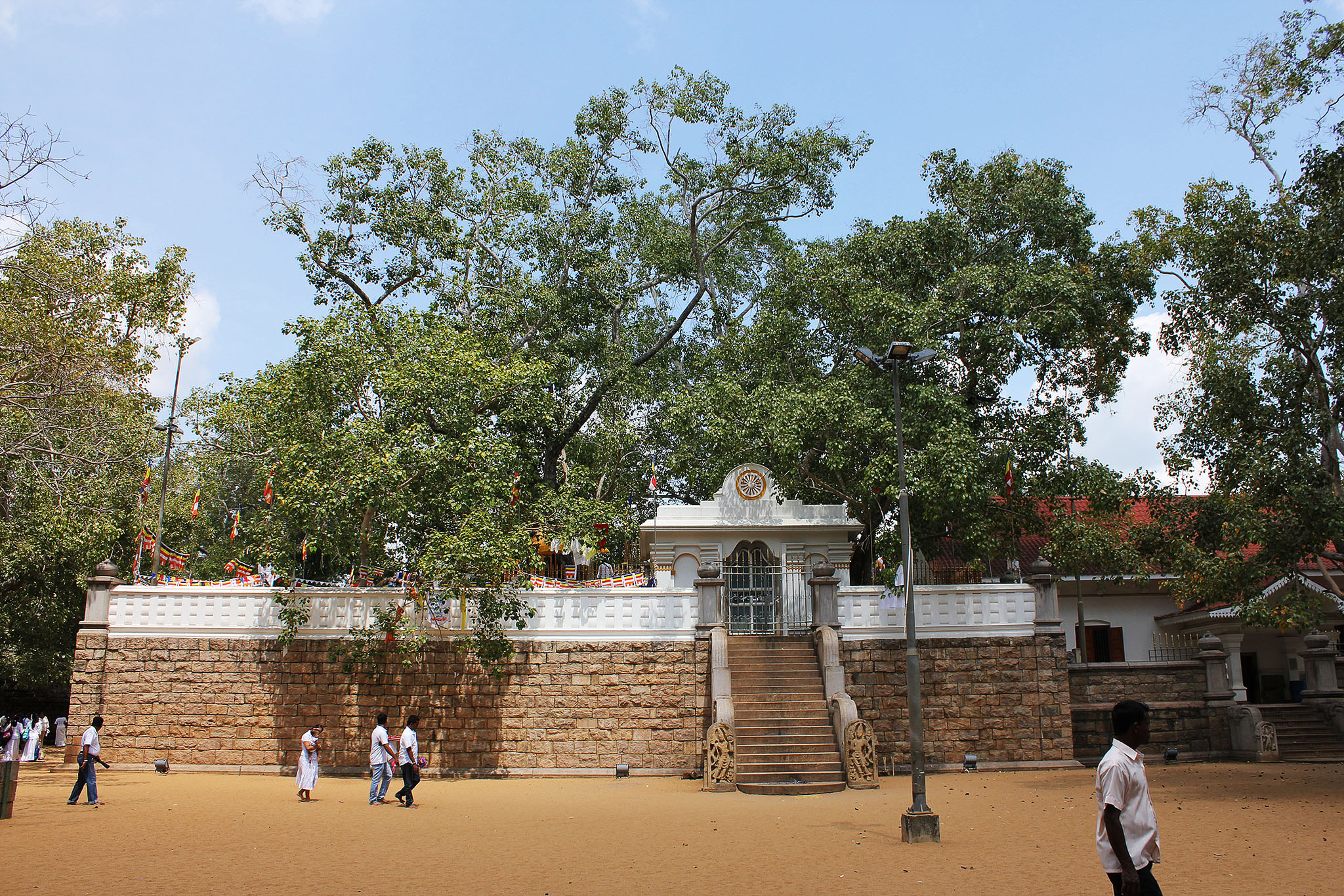 The Jaya Sri Maha Bodhi