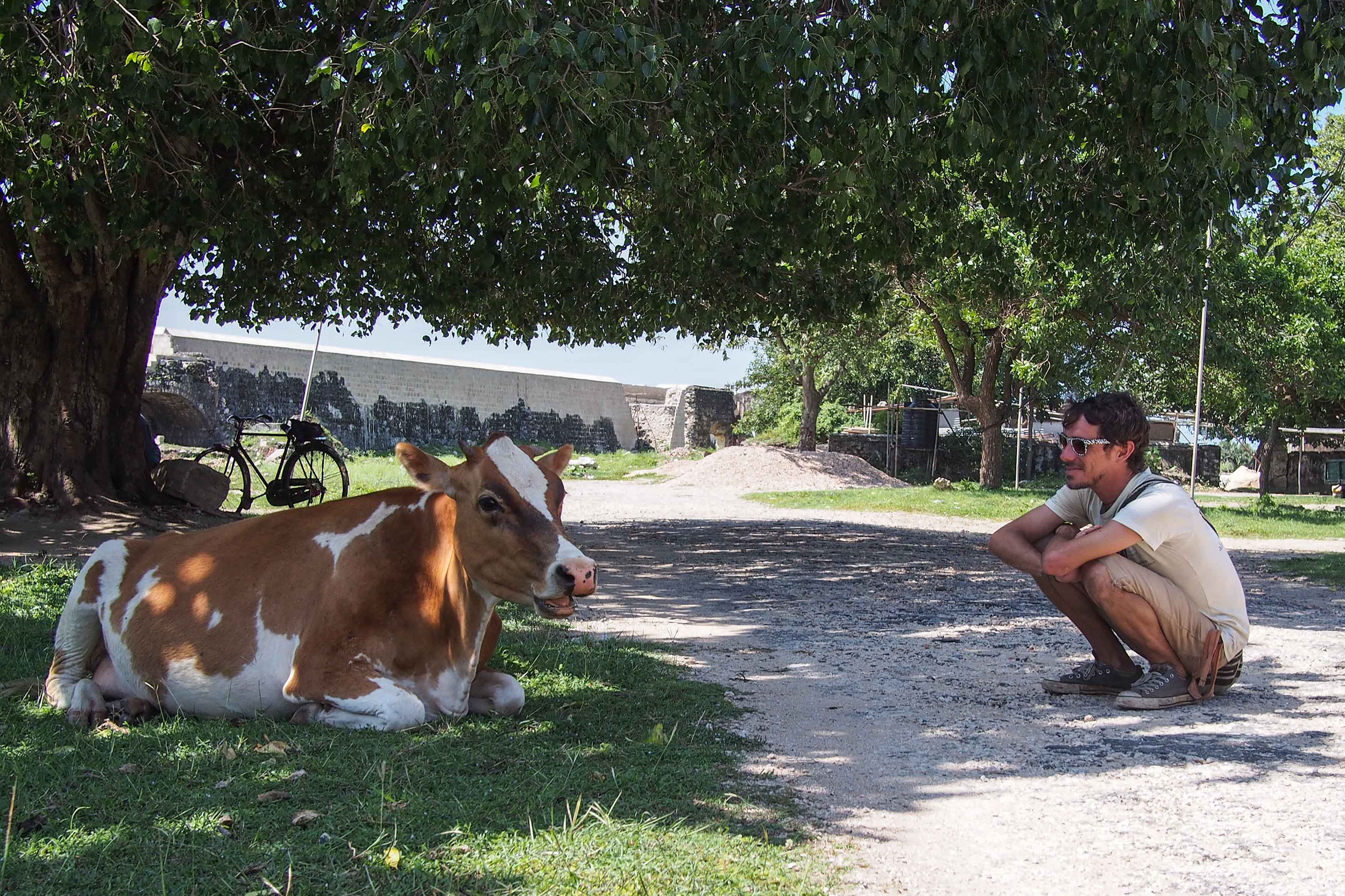 Sri-Lanka-Cow.jpg