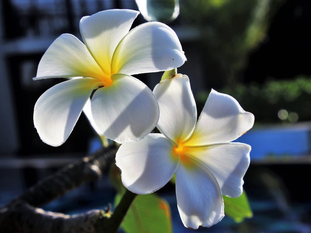 Frangipanis-1024x768.jpg