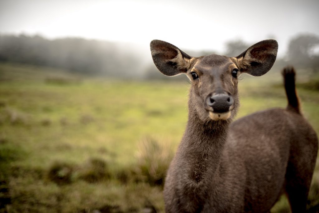 Female-sambar-deer-Sri-Lanka-1024x683.jpeg