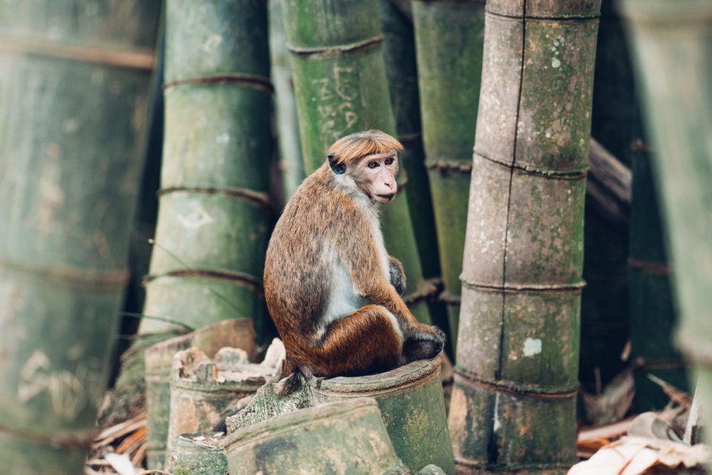 Monkey-in-Kandy-Sri-Lanka-1024x683.jpeg