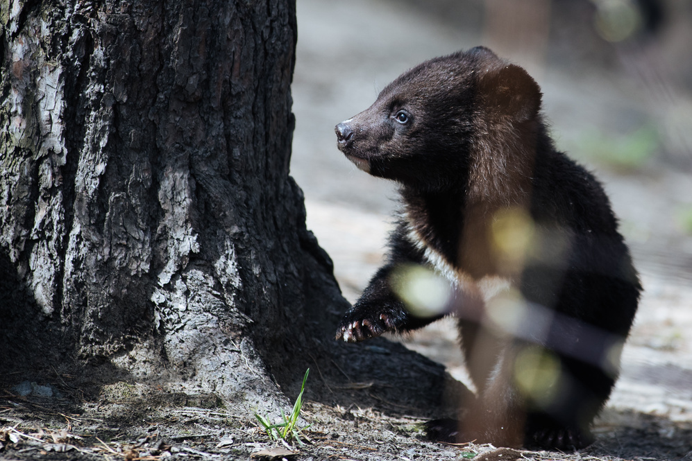 Ours. S. Himalayan black bear cub by a tree