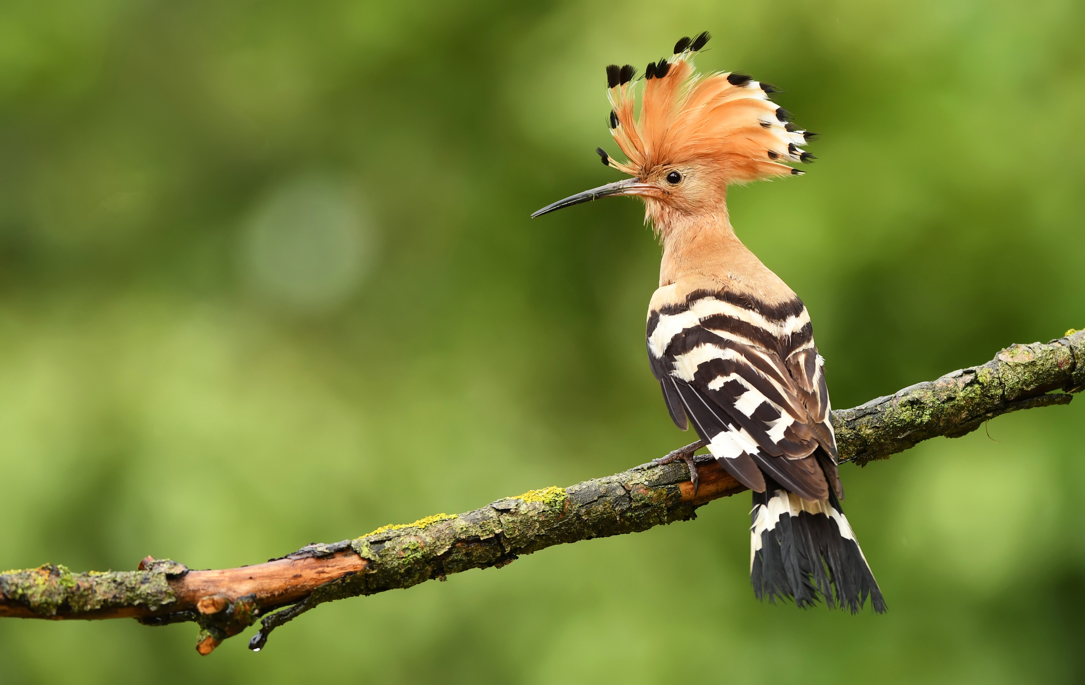 Ours. S. Eurasian hoopoe
