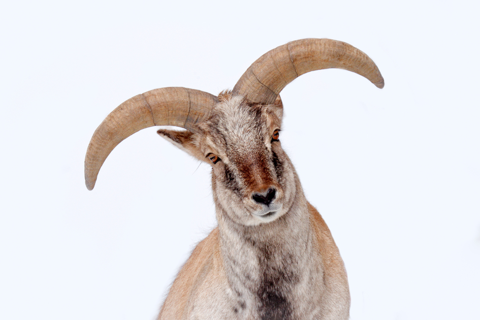 Ours. S. Portrait of male bharal blue sheep