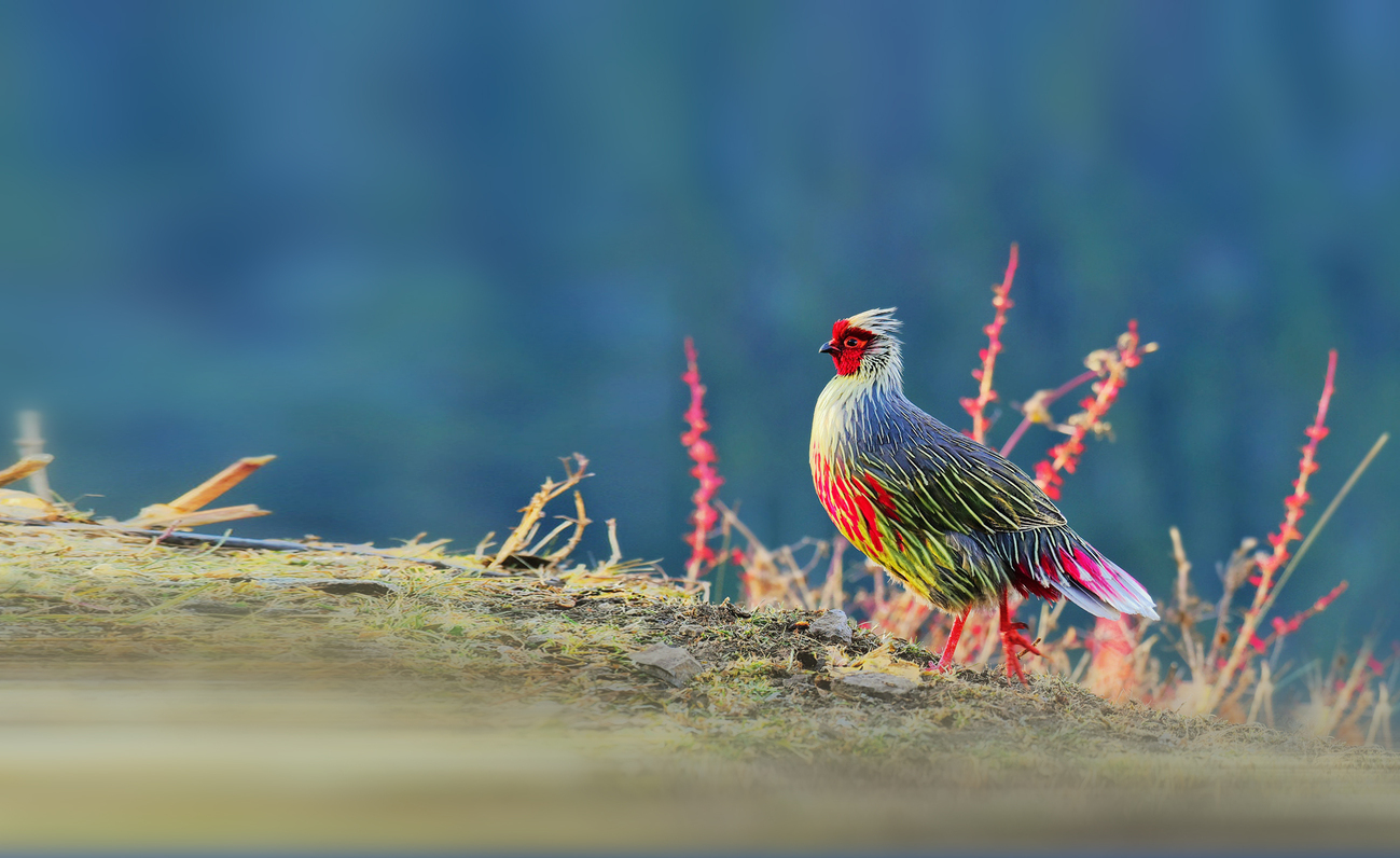 Ours. S. Blood pheasant