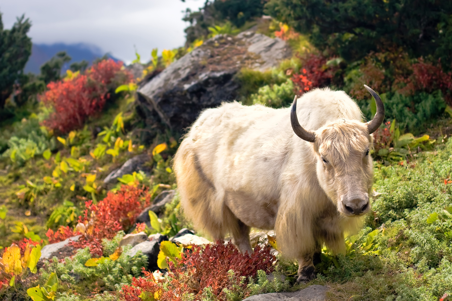Ours. S. Yak in the Himalayas