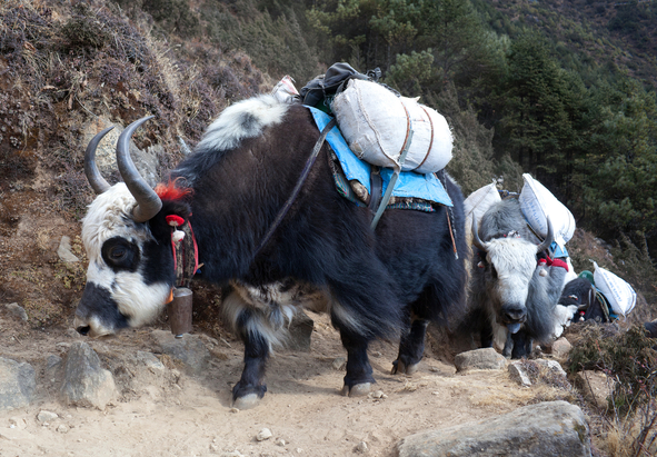 Ours. S. Caravan of dzo yak in the Nepal Himalaya