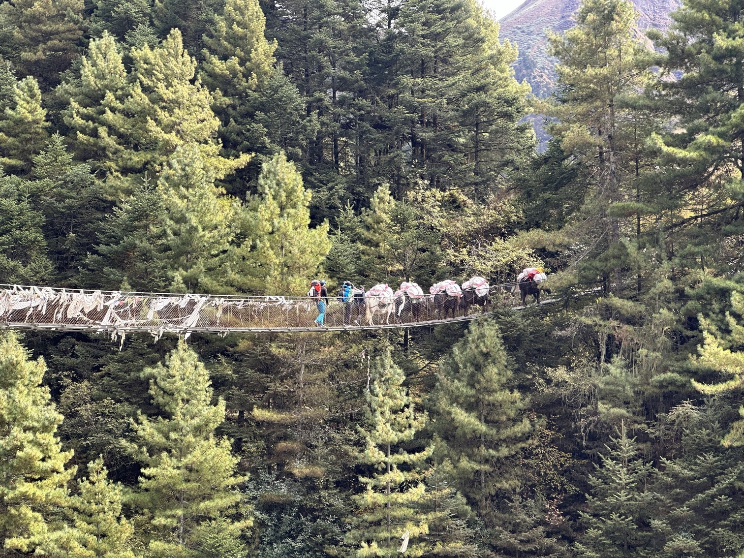 Ross Anker. S. Suspension bridge EBC trek