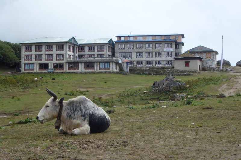 Ours. Yattle resting on the grass at the Tengboche monastery,