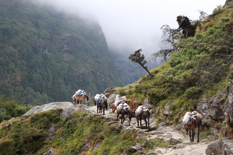 Ours. Donkey transporting goods on EBC trek route. Nepal