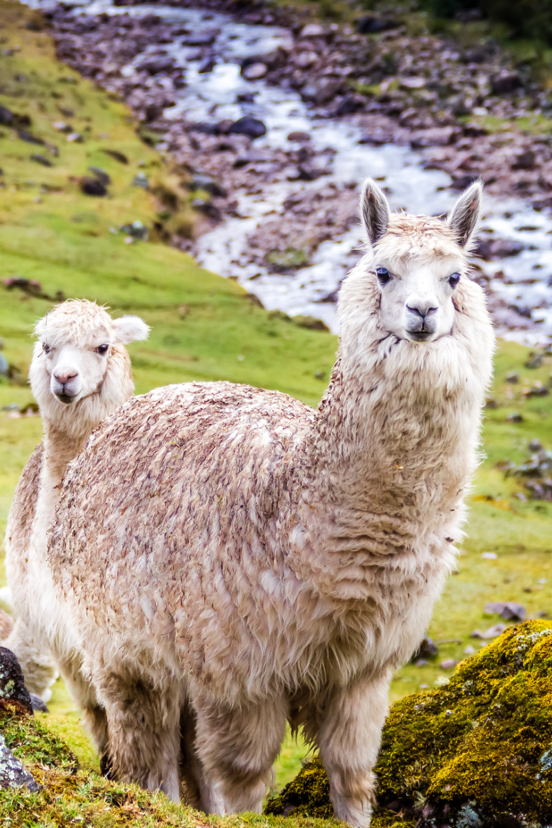 Two alpacas looking at the camera in a green valley with a river on the Inca Trail, Peru