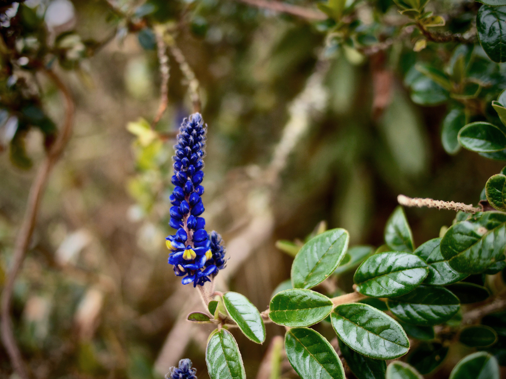 Ours. Indigo lupin flowers along the Inca Trail, Peru