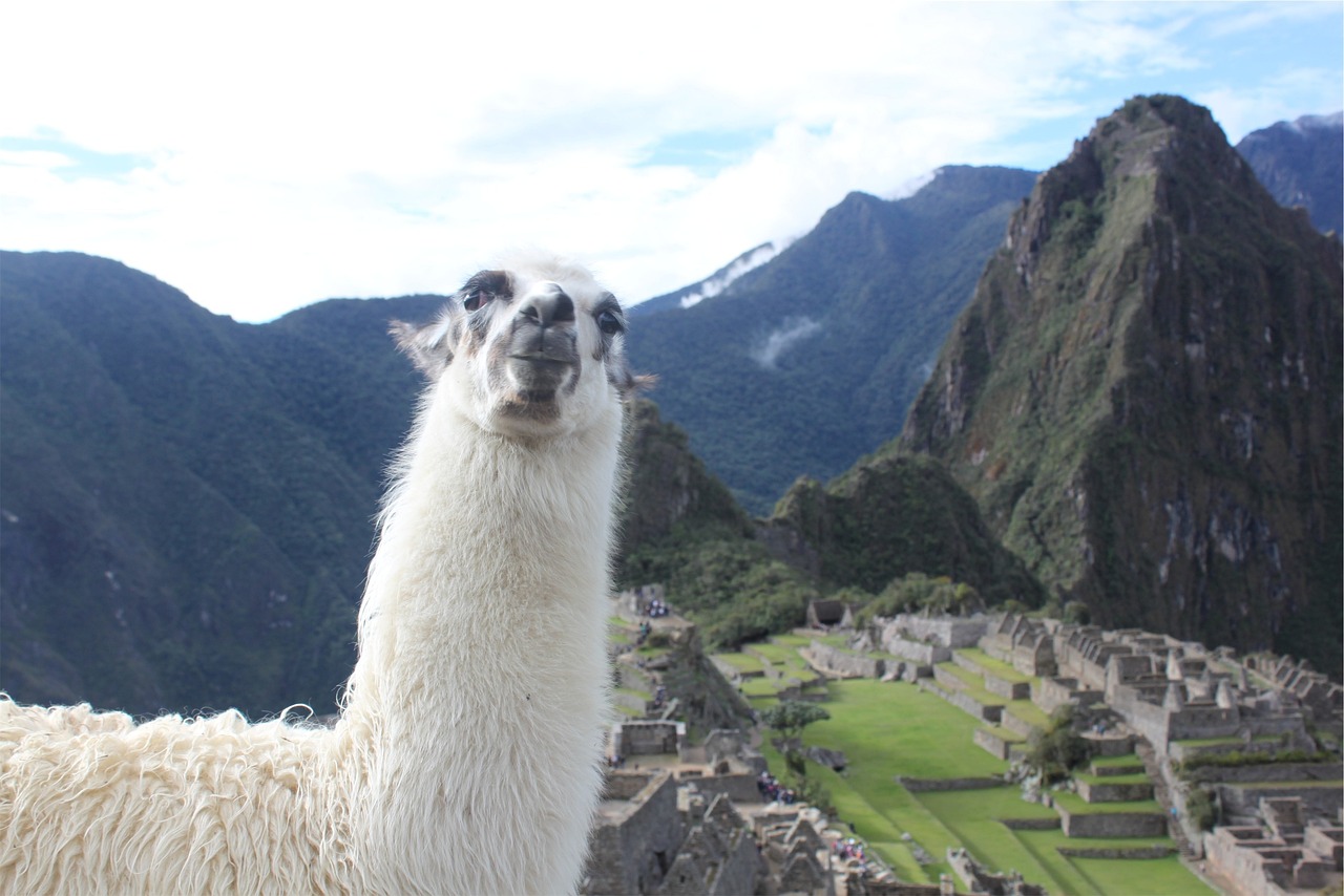 llama-machu-micchu-trekking-peru