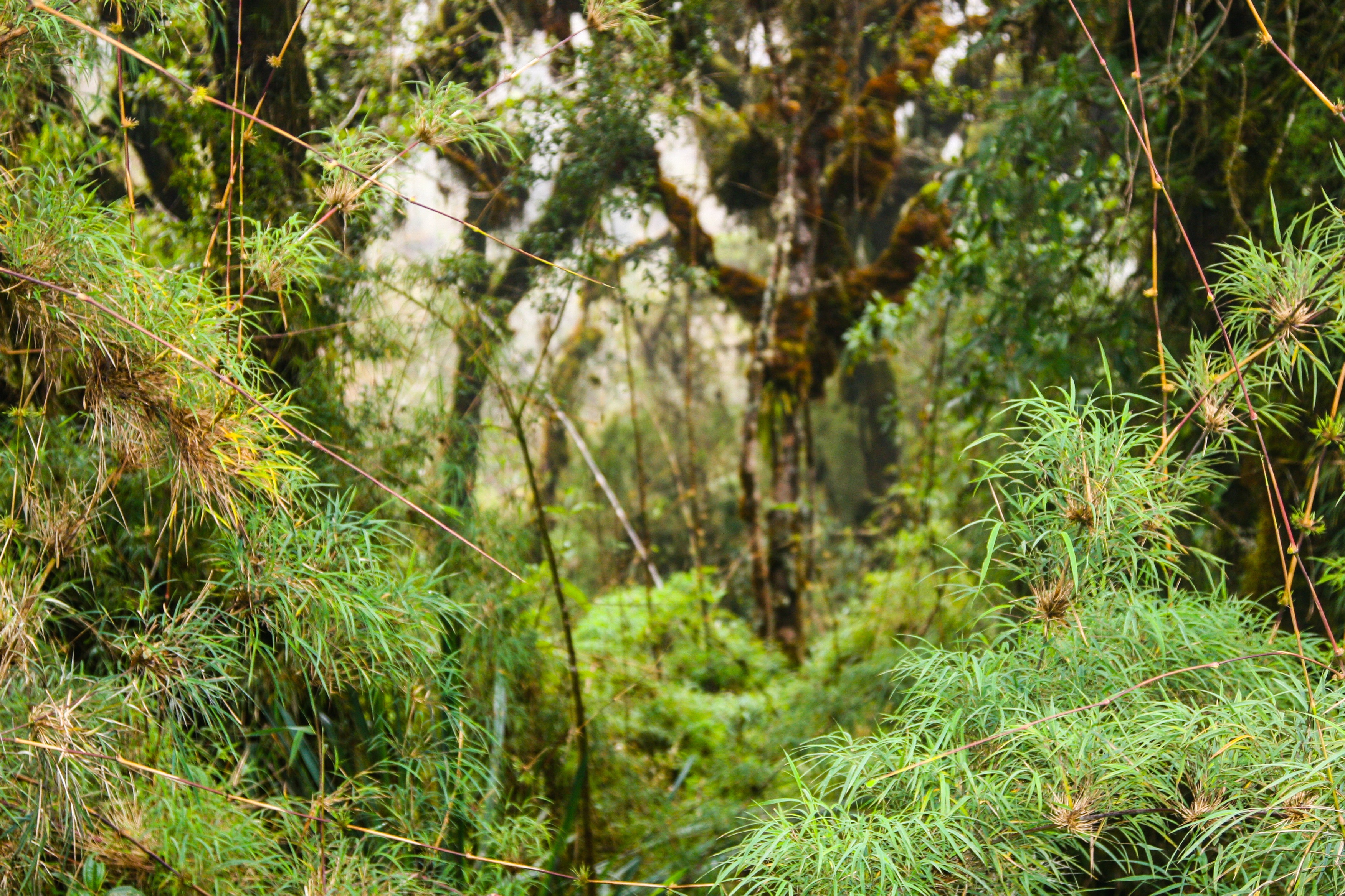 Ours. Overgrown and tangled forest vegetation on Inca Trail Peru