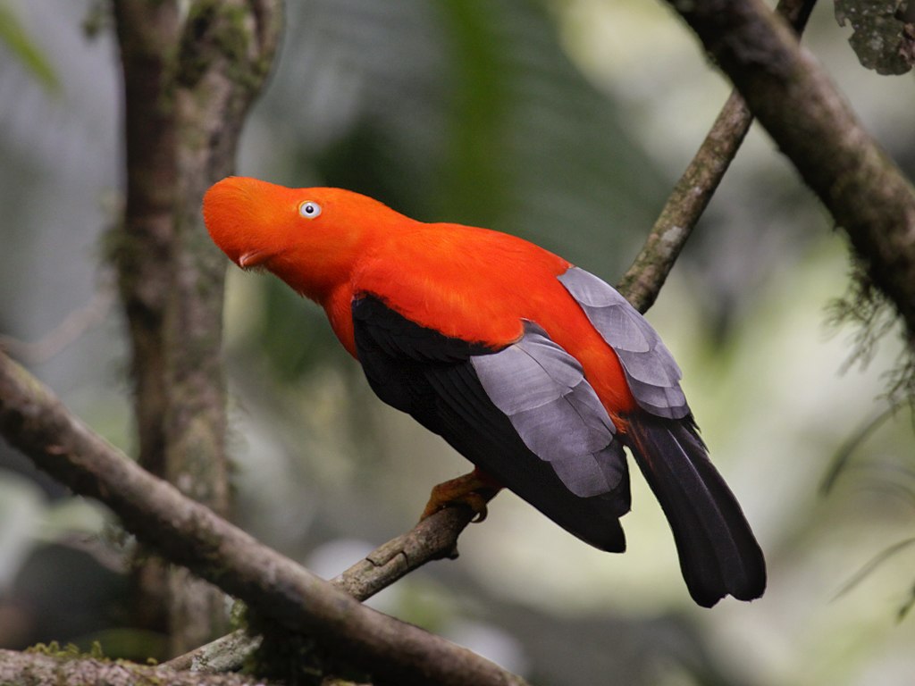 Andean Cock of the Rock, Rupicola peruviana 1