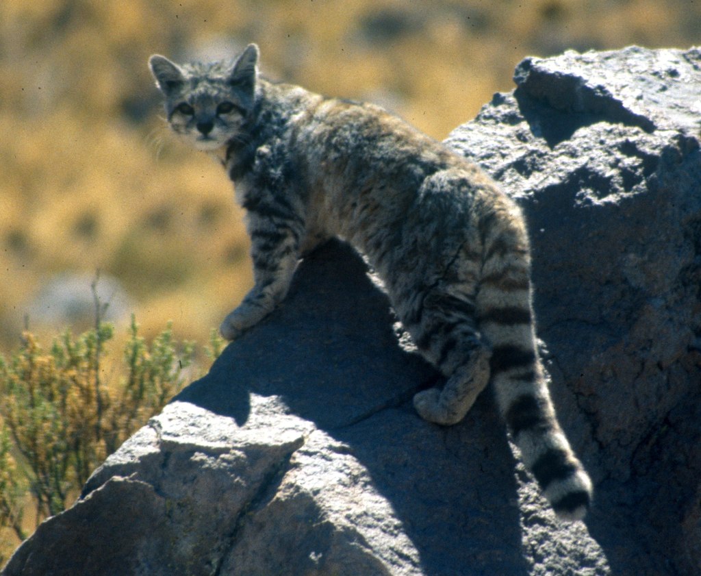 Andean cat by Jim Sanderson