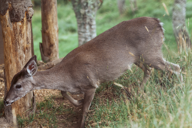 Ours. Taruca, or Andean deer, Inca Trail, Peru 