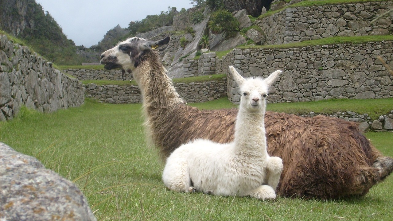 Ours. Seated llama and alpaca in ruins of Machu Picchu, Peru