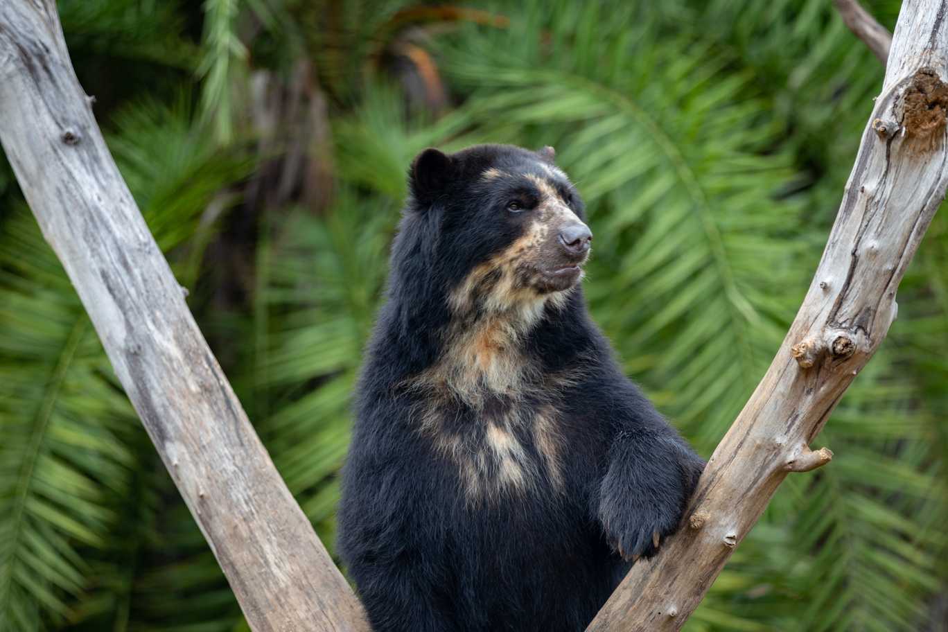 Ours. Spectacled bear in a tree in the Andes 