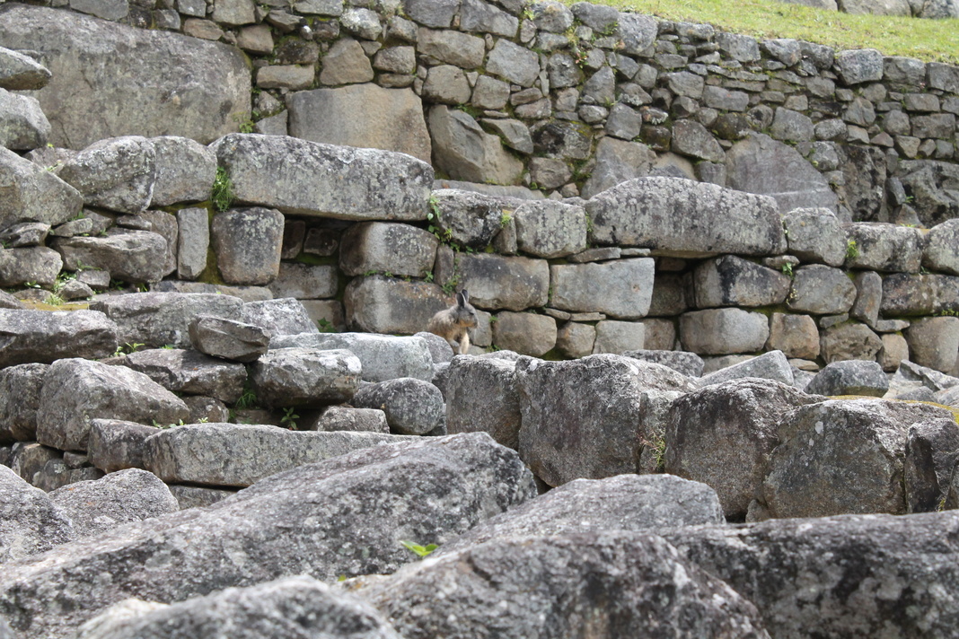 Ours. Chinchilla among stone ruins of Machu Picchui 