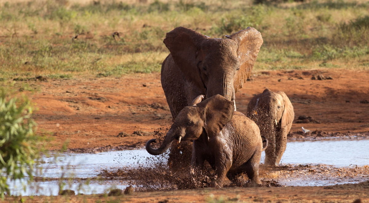 Safari in Nairobi 