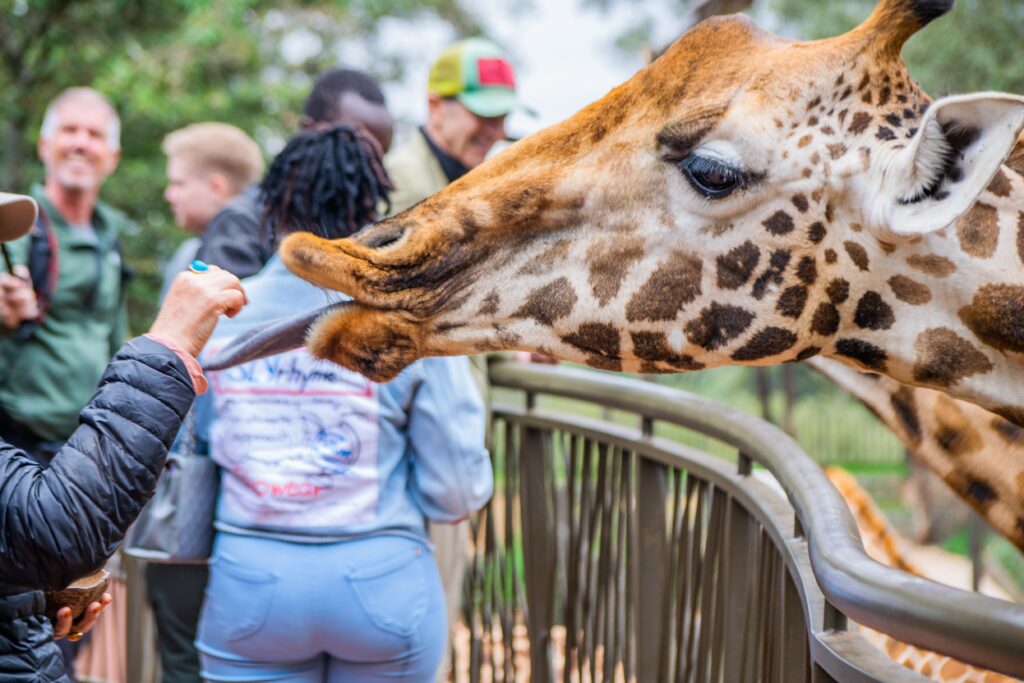 Giraffe Centre, Nairobi, Kenya