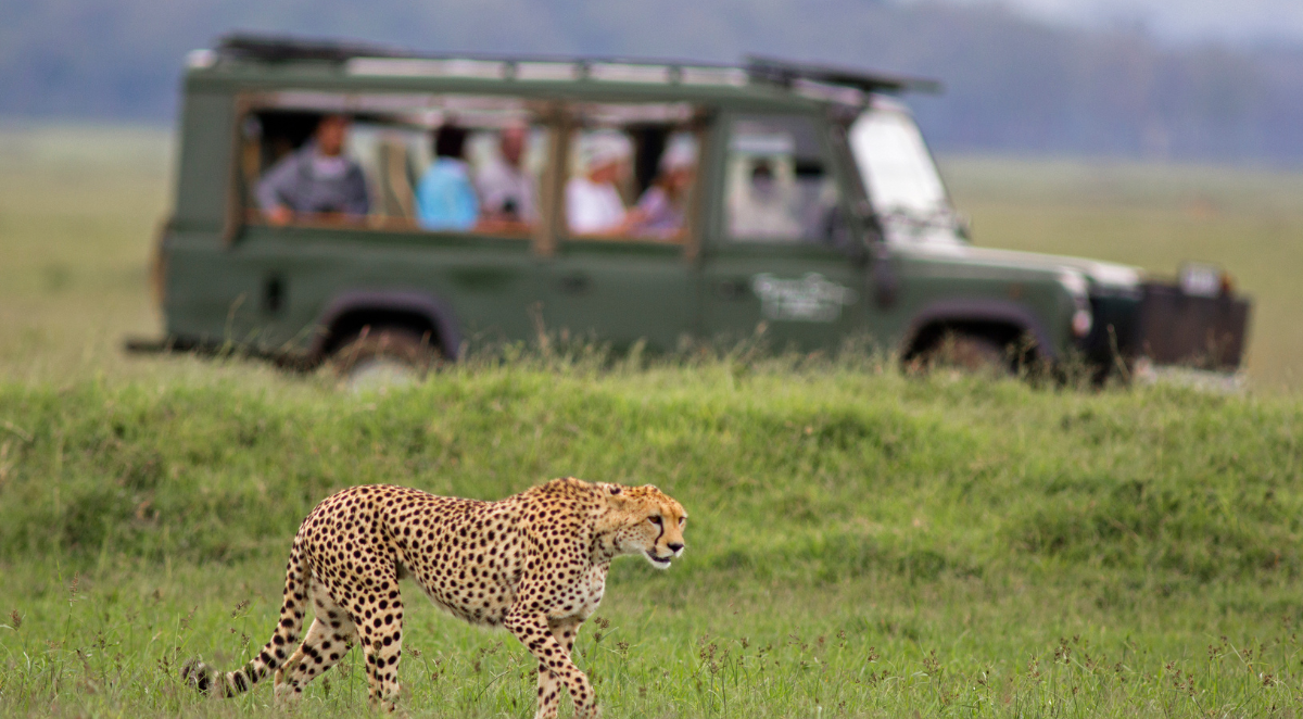 Cheetah in Kenya