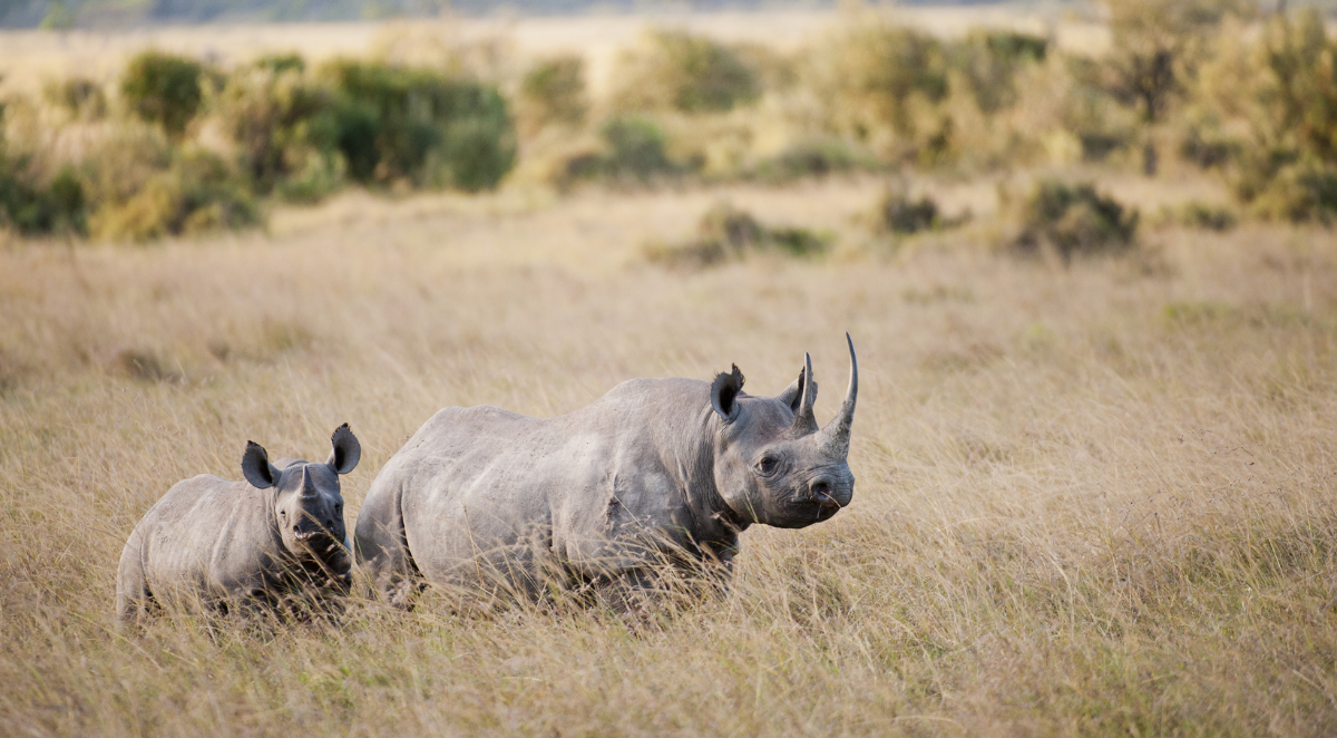 Rhino